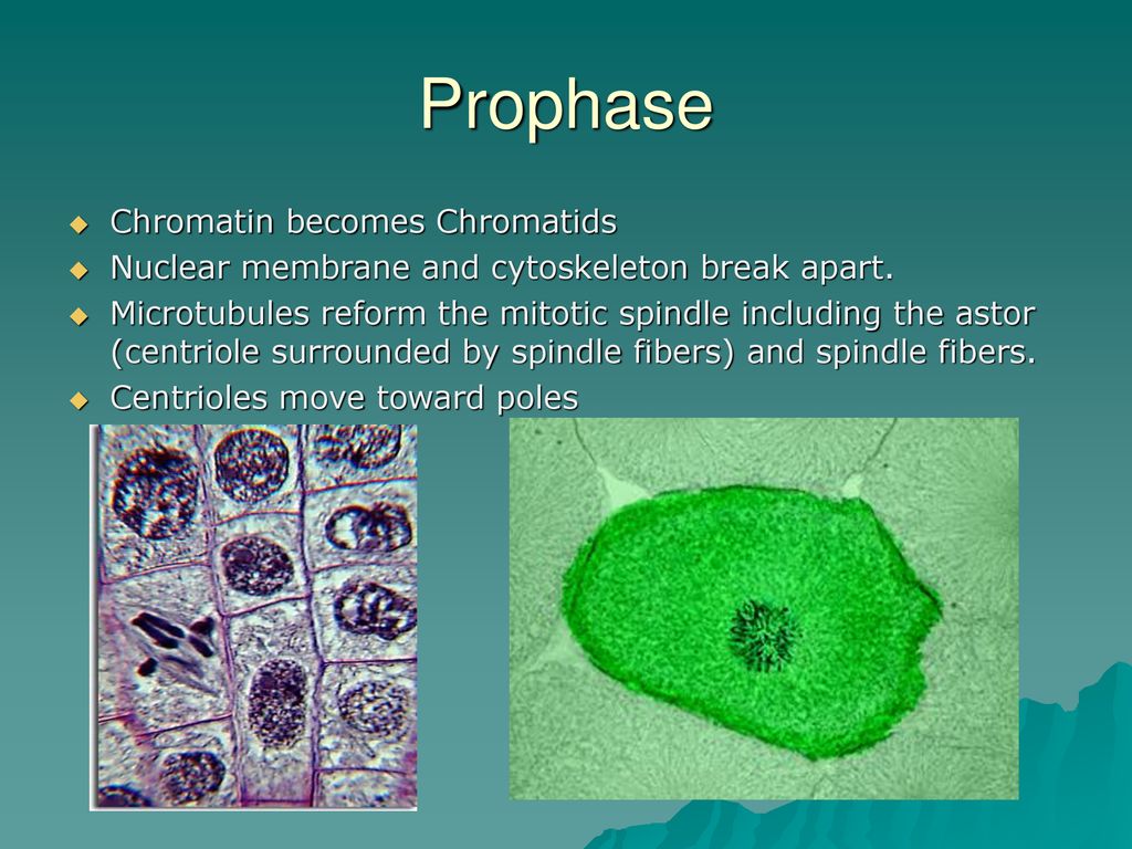 Interphase, Mitosis and Cytokinesis Biology Diagrams