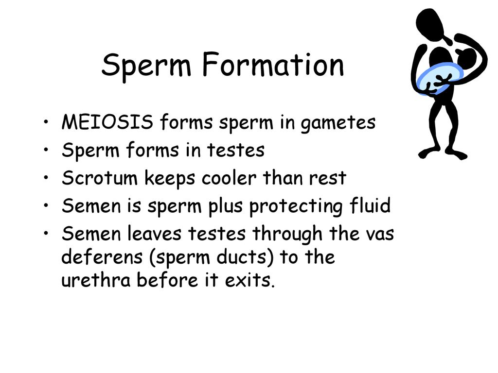 human-reproductive-system-review-ppt-download
