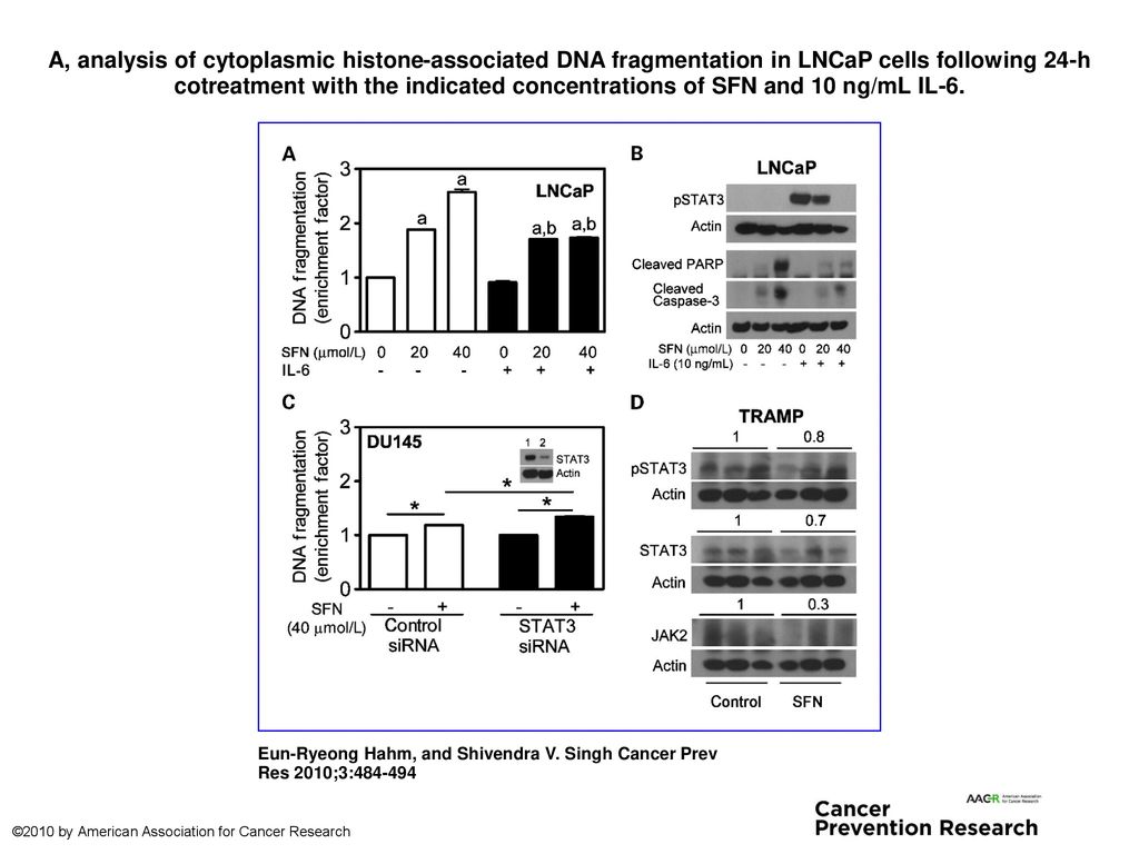 A, analysis of cytoplasmic histone-associated DNA fragmentation in LNCaP cells following 24-h cotreatment with the indicated concentrations of SFN and 10 ng/mL IL-6.
