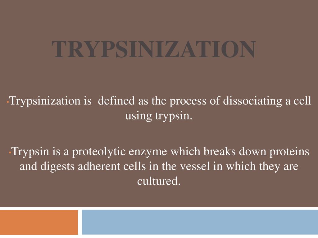 TRYPSINIZATION. - ppt download TRYPSINIZATION. - ppt download