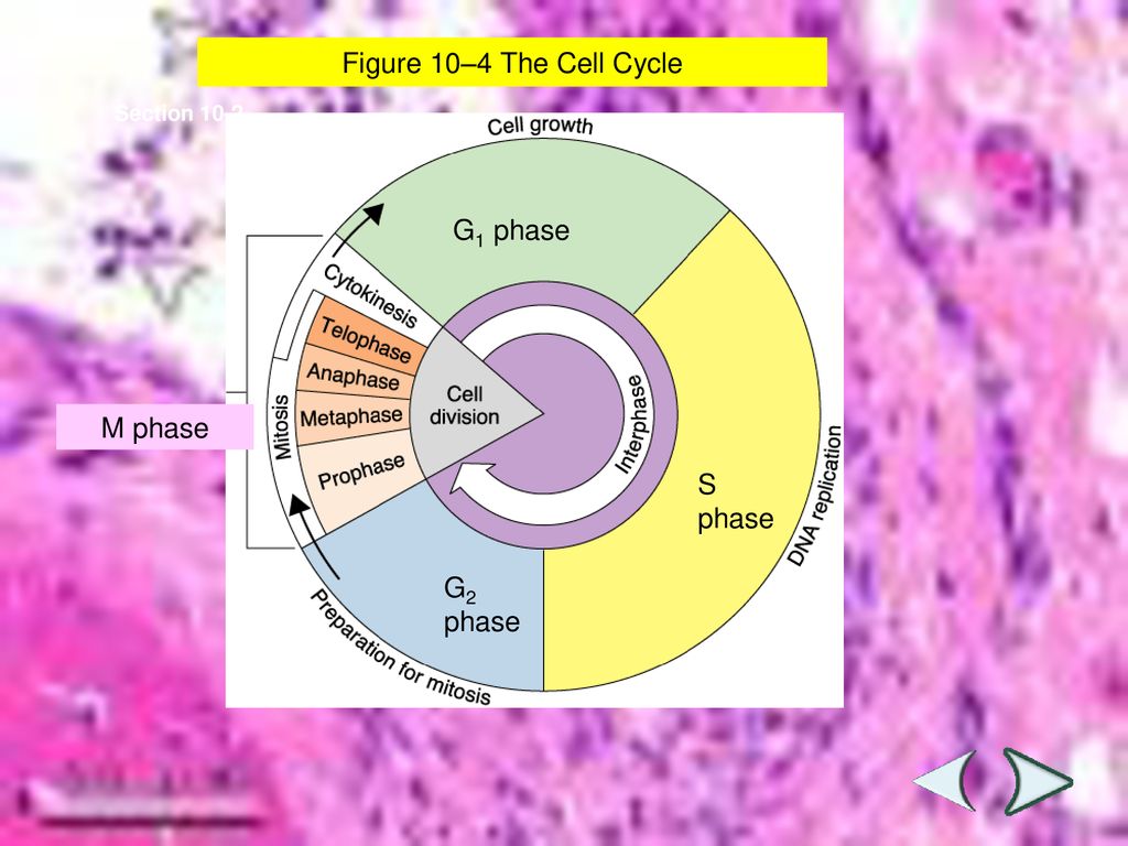 Cell Growth And Division Biology Diagrams