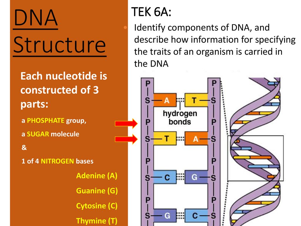 DNA Structure TEK 6A Each nucleotide is constructed of 3 parts ppt