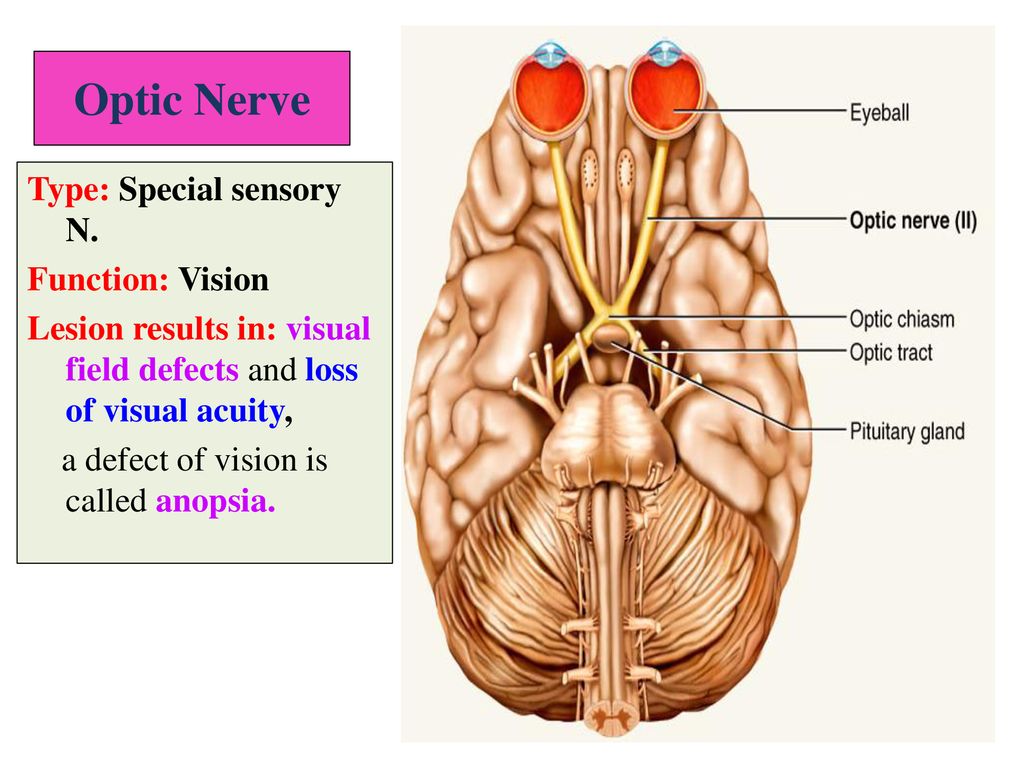Optic Nerve Type: Special sensory N. Function: Vision