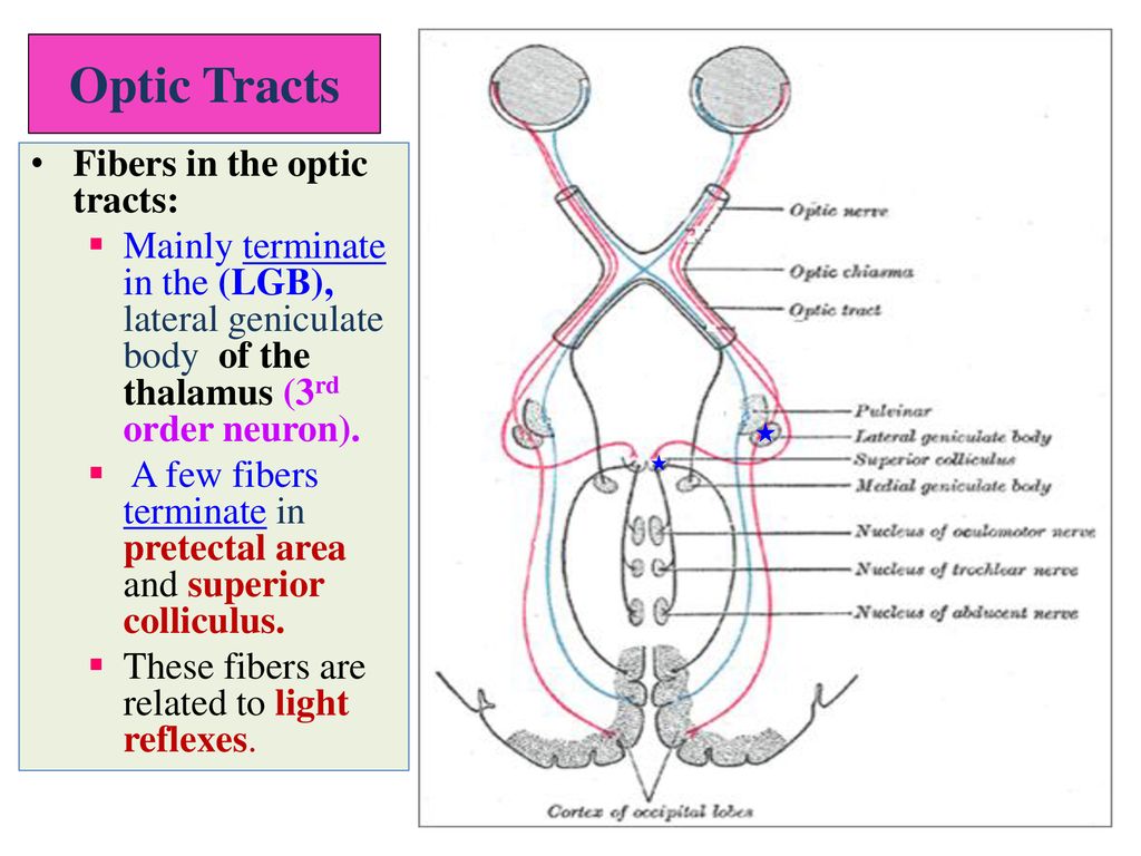 Optic Tracts Fibers in the optic tracts: