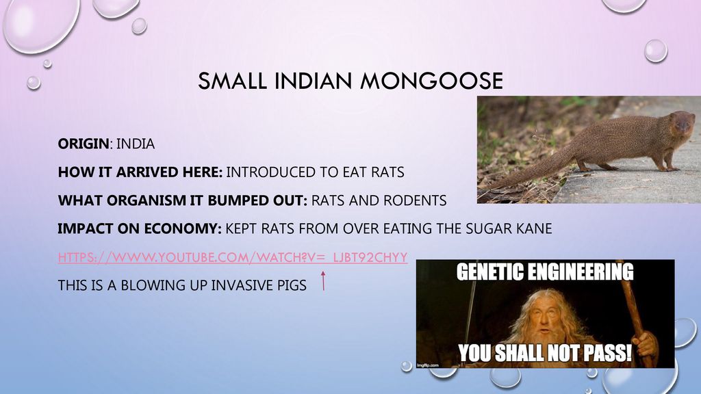 Invasive Species Project Ppt Download   Small Indian Mongoose 