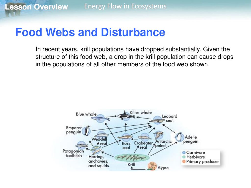 33 Energy Flow in Ecosystems Biology Diagrams