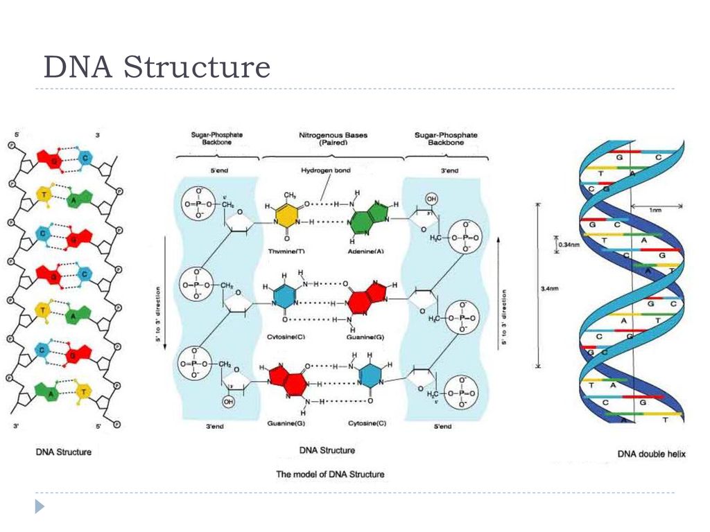 Пересадка днк. Схема строения ДНК генетика. Схема структуры ДНК. Модель структуры ДНК. Схема строения молекулы ДНК.