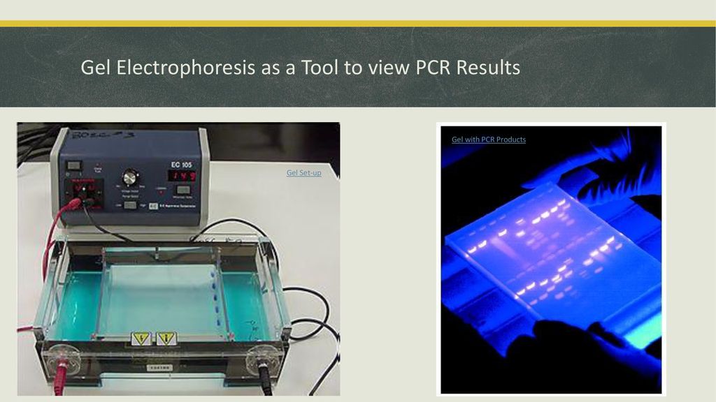 Gel Electrophoresis as a Tool to view PCR Results