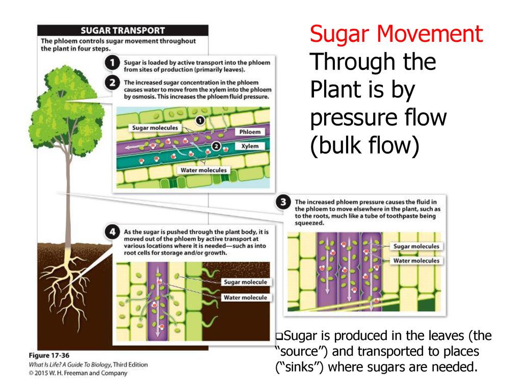 Sugar Movement Through the Plant is by pressure flow (bulk flow)