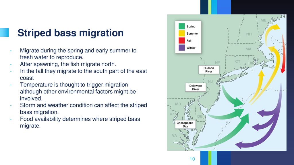 Striped bass Predators and Prey ppt download