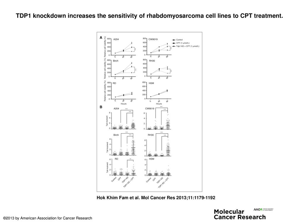 TDP1 knockdown increases the sensitivity of rhabdomyosarcoma cell lines to CPT treatment.
