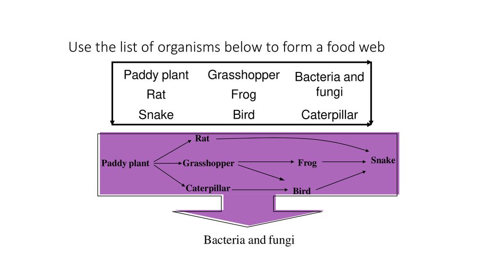 2 3 SYNTHESIZING FOOD WEB Ppt Download 2-3-synthesizing-food-web-ppt-download