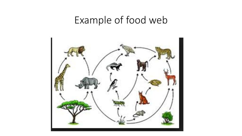 2-3-synthesizing-food-web-ppt-download