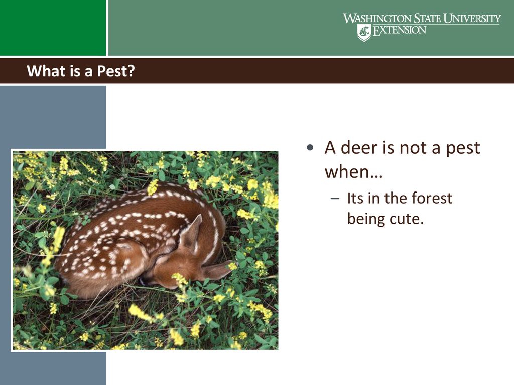A deer is not a pest when…
