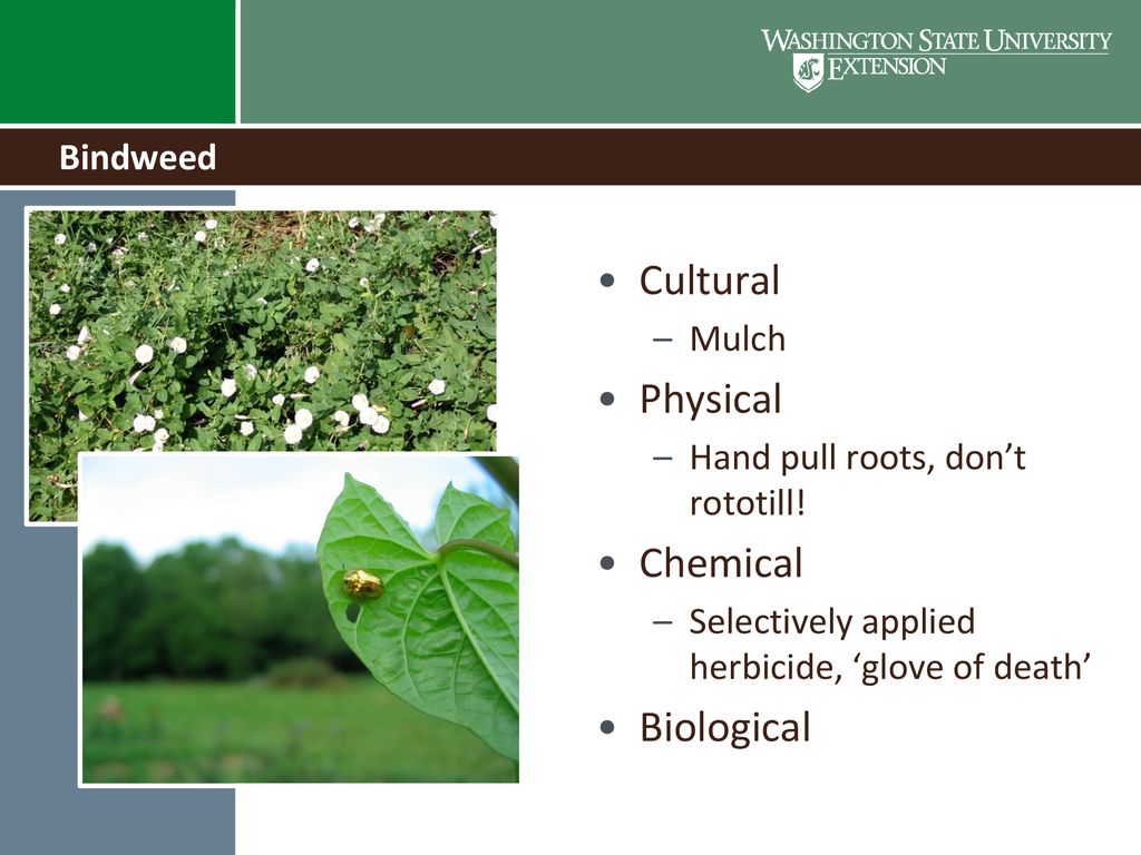 Cultural Physical Chemical Biological Bindweed Mulch
