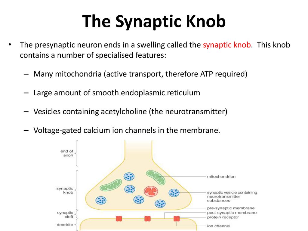 synaptic knobs are at the ends of