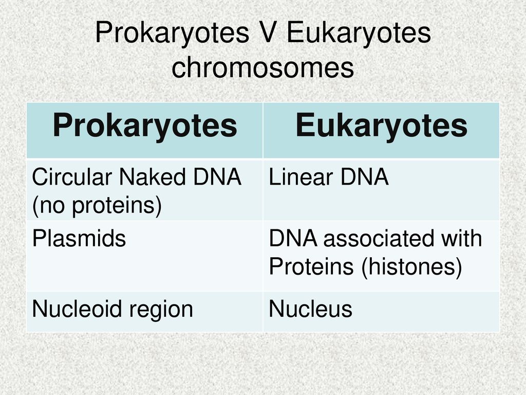 Chromosomes Ppt Download