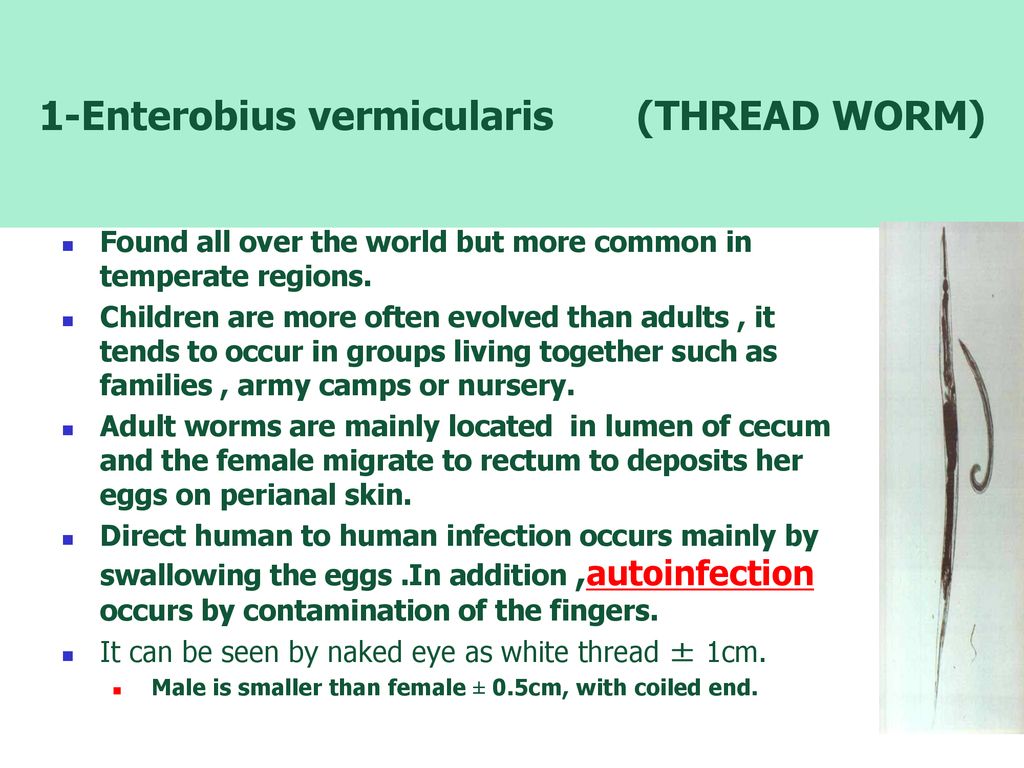 Enterobius vermicularis irányelvek - agysz.hu
