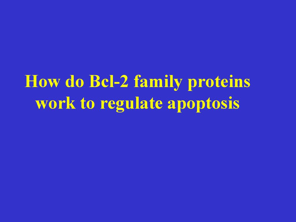 How do Bcl-2 family proteins work to regulate apoptosis