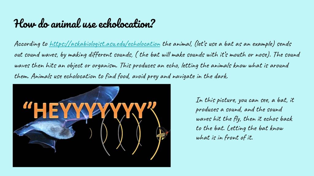 Echolocation by pema gurung ppt download