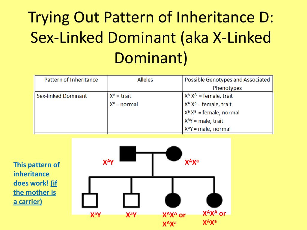 Pedigree Worksheet Key - ppt download Pertaining To Genetics X Linked Genes Worksheet