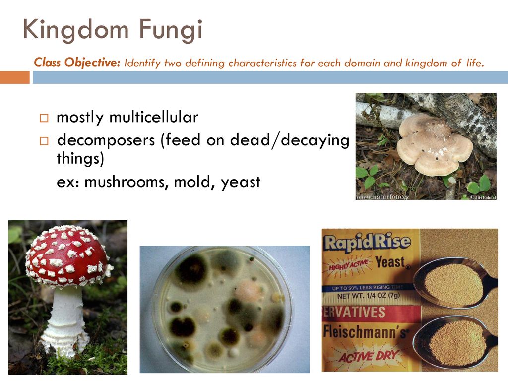 Bio 9C: Thursday, Title: Characteristics of Living Things - ppt download