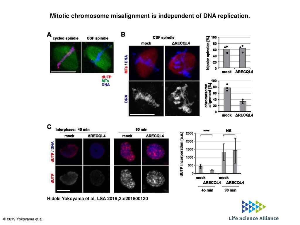 Mitotic chromosome misalignment is independent of DNA replication Biology Diagrams