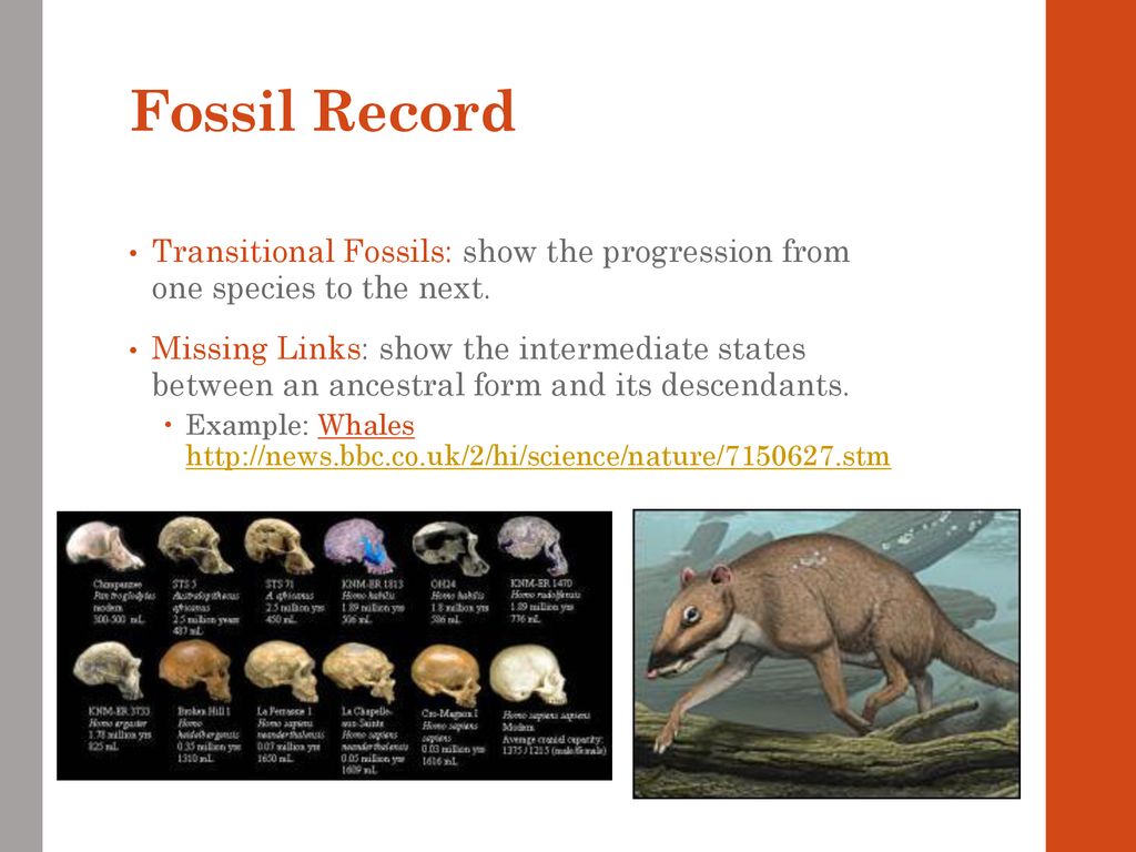 9 6 evidence for evolution ppt download