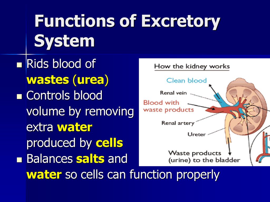 Functions of Excretory System