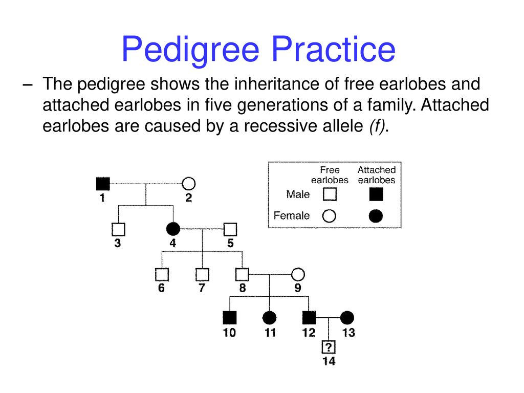 Pedigree Chart For Free Or Attached Earlobes