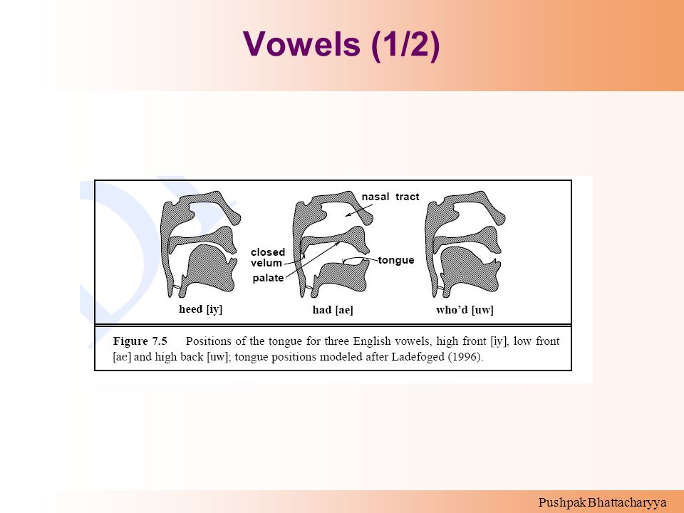 Vowels (1/2)