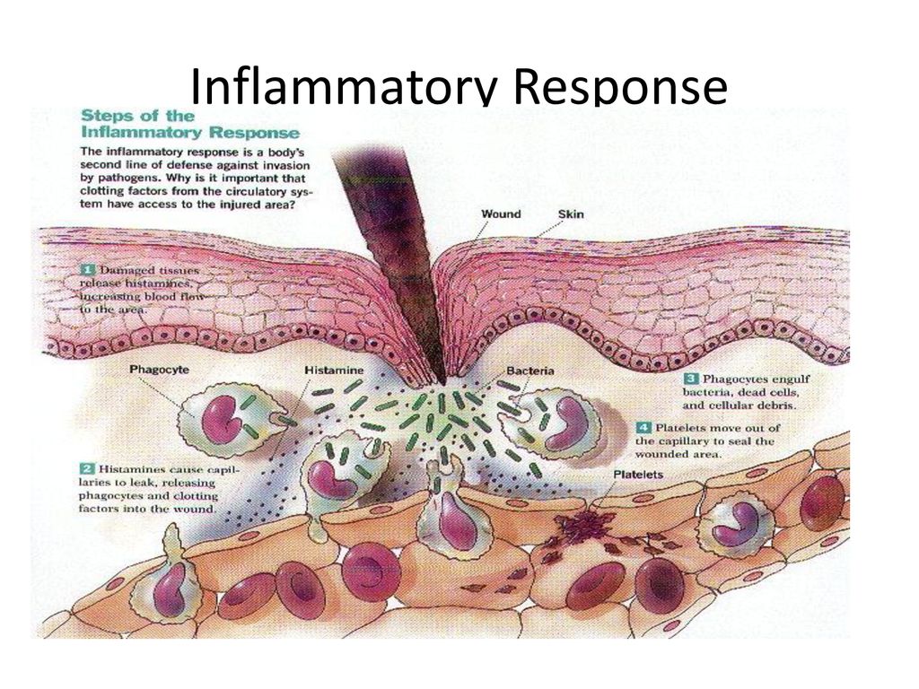 Nonspecific and Specific Immunity Biology Diagrams