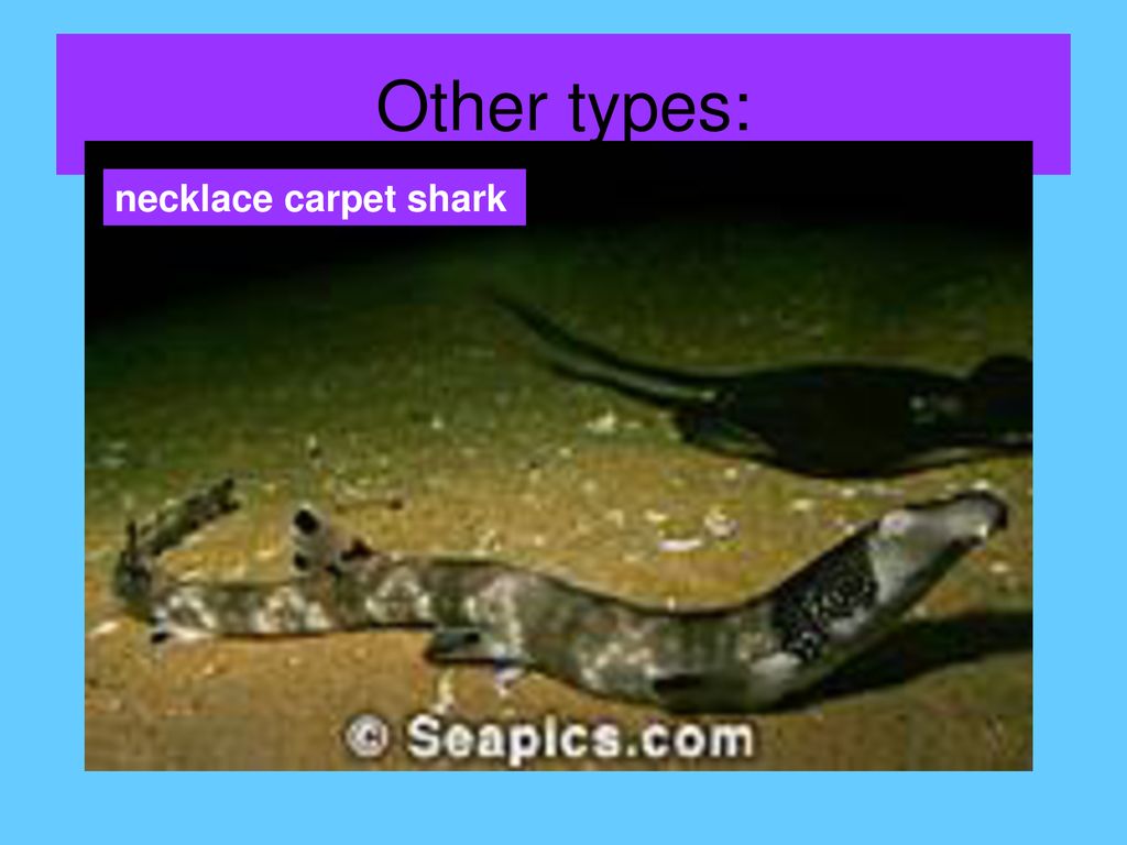 carpet sharks articles - Encyclopedia of Life