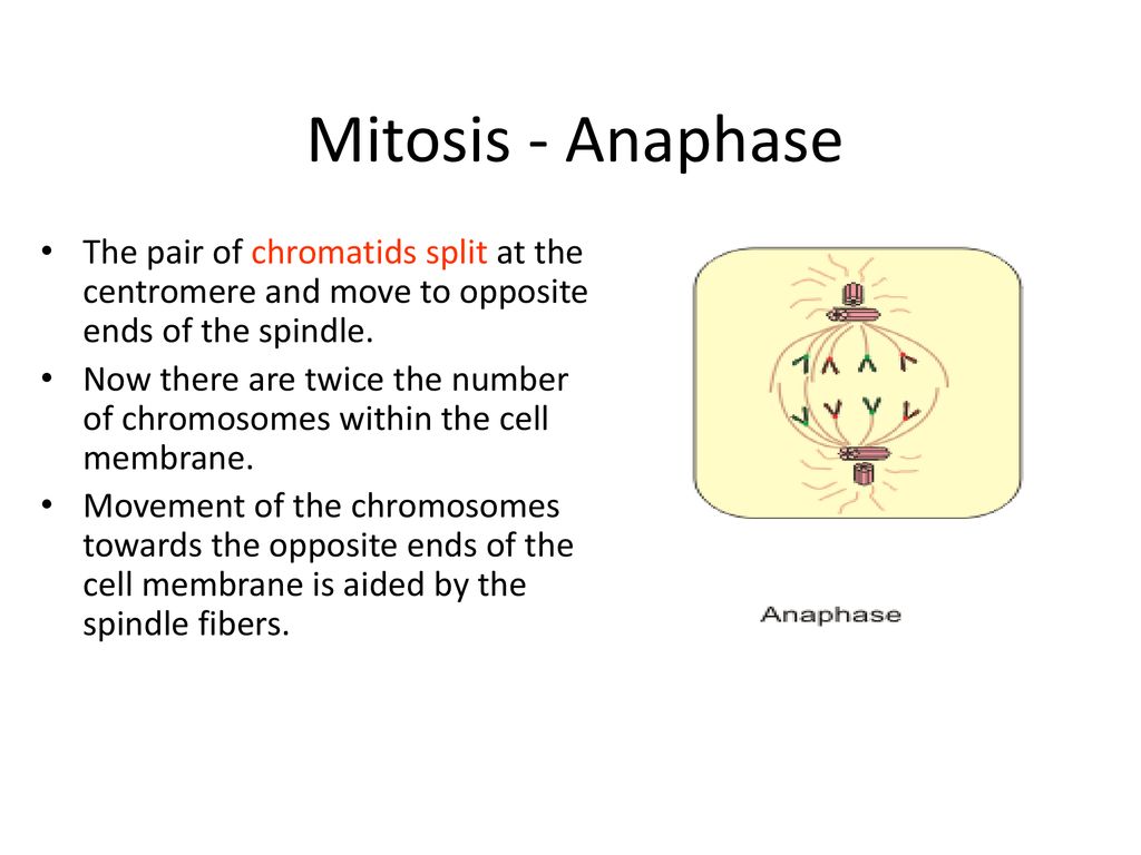 (Whole Group) How does a baby grow from a infant state to adulthood ... Biology Diagrams