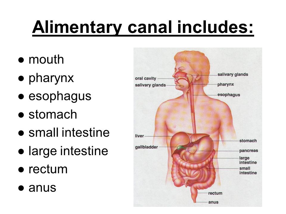 NOTES: The Digestive System (UNIT 8, part 1) - ppt download
