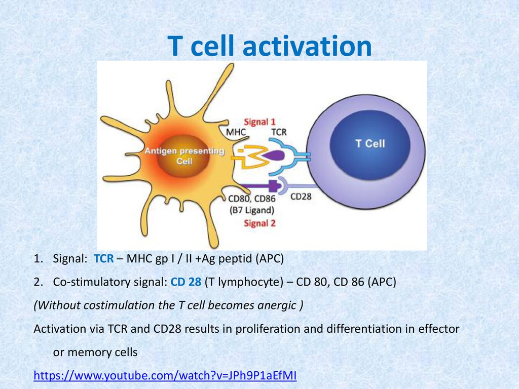 Their cell. T Cell activation. NK Cells and t Cell функция. T клетки. CD 80/86 иммунология.