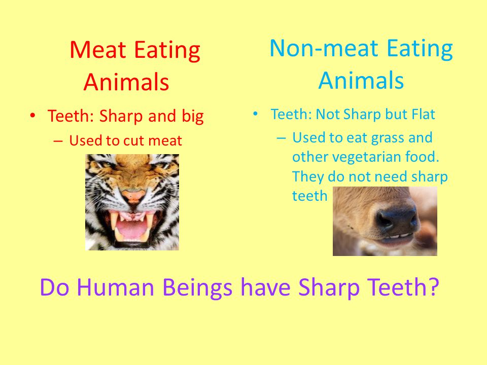 Non-meat Eating Animals vs. - ppt download