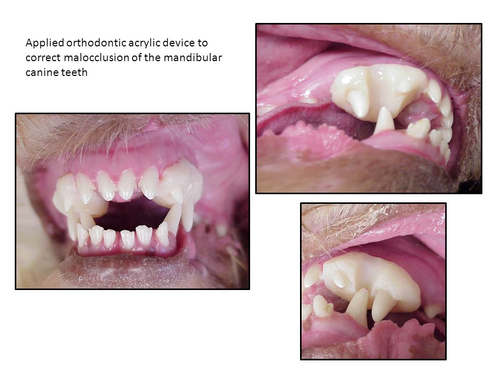 Website Dental Pictures - ppt download