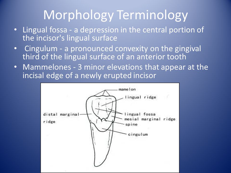 Morphology Terminology