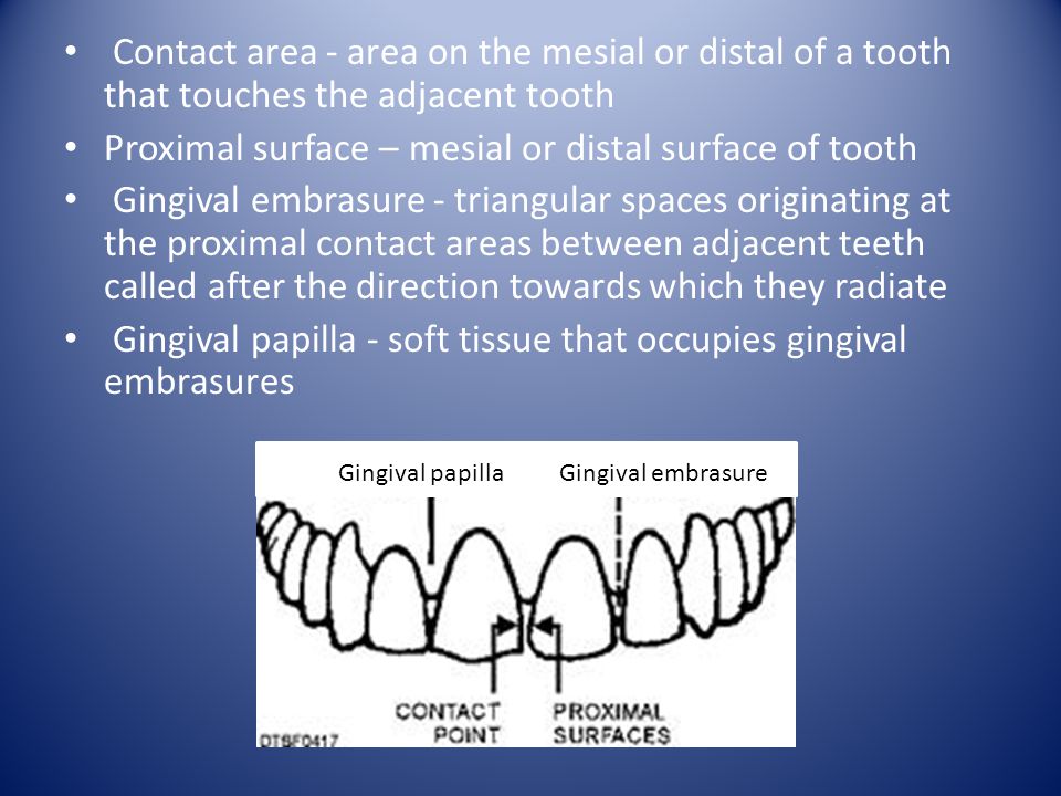 Proximal surface – mesial or distal surface of tooth