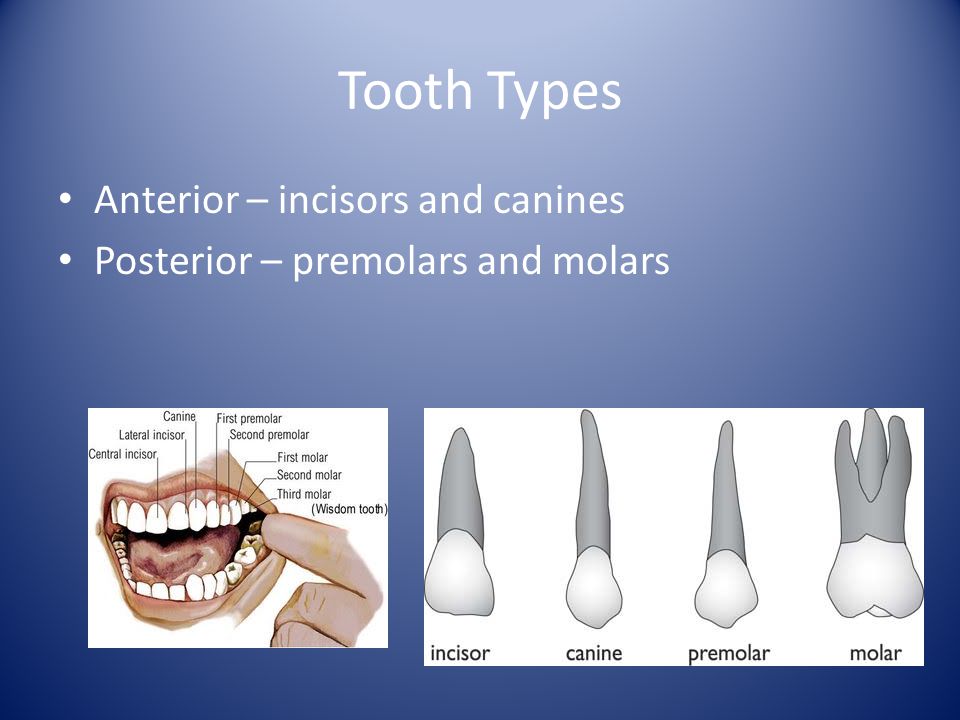 Tooth Types Anterior – incisors and canines