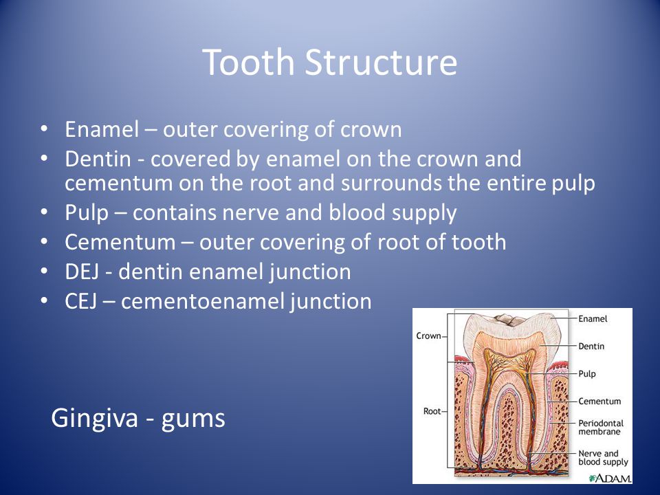 Tooth Structure Gingiva - gums Enamel – outer covering of crown