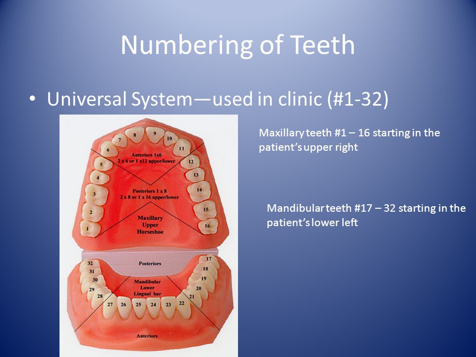 Numbering of Teeth Universal System—used in clinic (#1-32)
