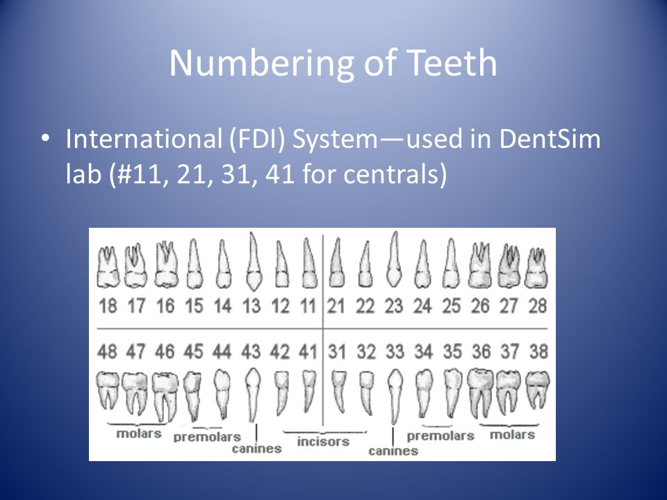 Numbering of Teeth International (FDI) System—used in DentSim lab (#11, 21, 31, 41 for centrals)