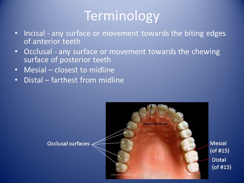 Terminology Incisal - any surface or movement towards the biting edges of anterior teeth.