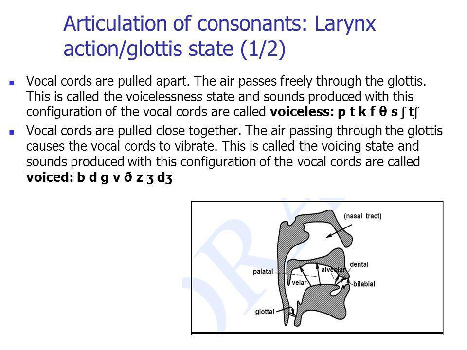 Articulation of consonants: Larynx action/glottis state (1/2)