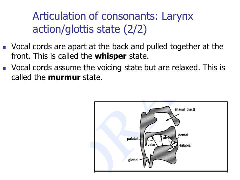 Articulation of consonants: Larynx action/glottis state (2/2)