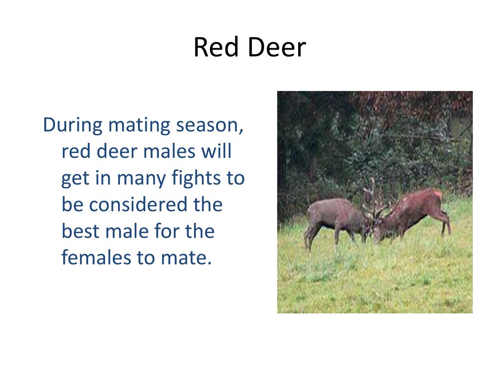 Red Deer During mating season, red deer males will get in many fights to be considered the best male for the females to mate.