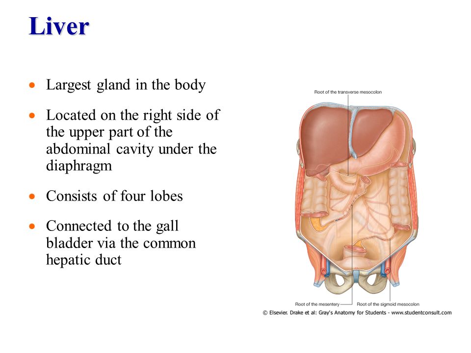 Брюшной на латыни. Liver under Diaphragm.