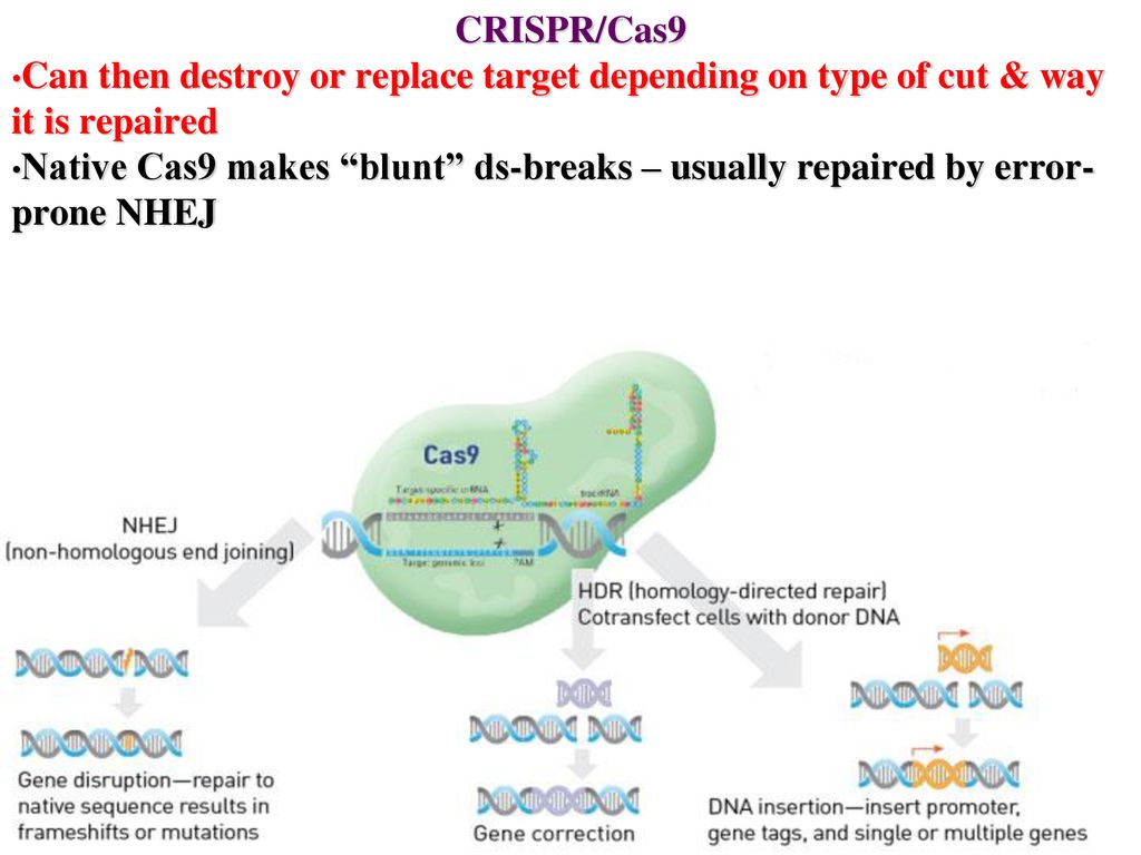 Донор днк. CRISPR cas9. Криспер КАС 9. CRISPR cas9 в практике. Криспер КАС 9 набор.